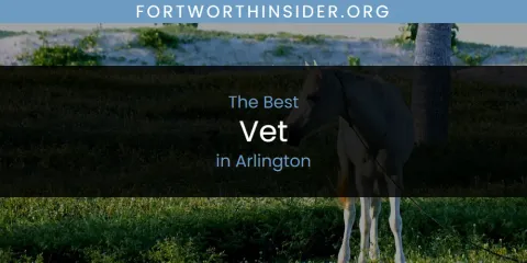 Guide to Best Vet in Arlington